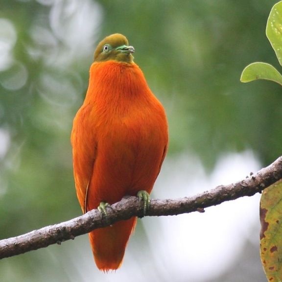 Birdwatching activities Taveuni Fiji