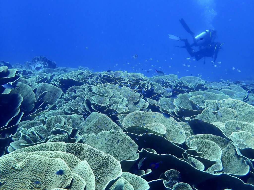 Cabbage Patch on the Rainbow Reef is a favourite spot for dive groups in Taveuni